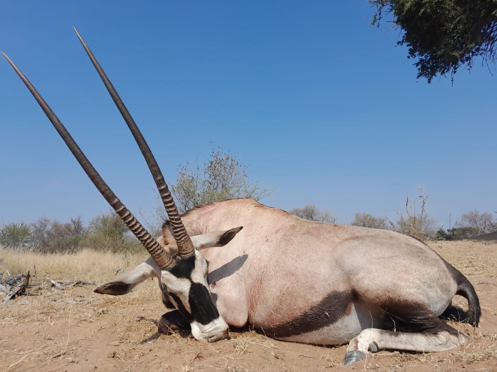 Hunting Package South Africa -Best Of Both -Experience 14 days of hunting across diverse landscapes, facing challenges in both bushveld and open plains, capturing 11 premier trophies.