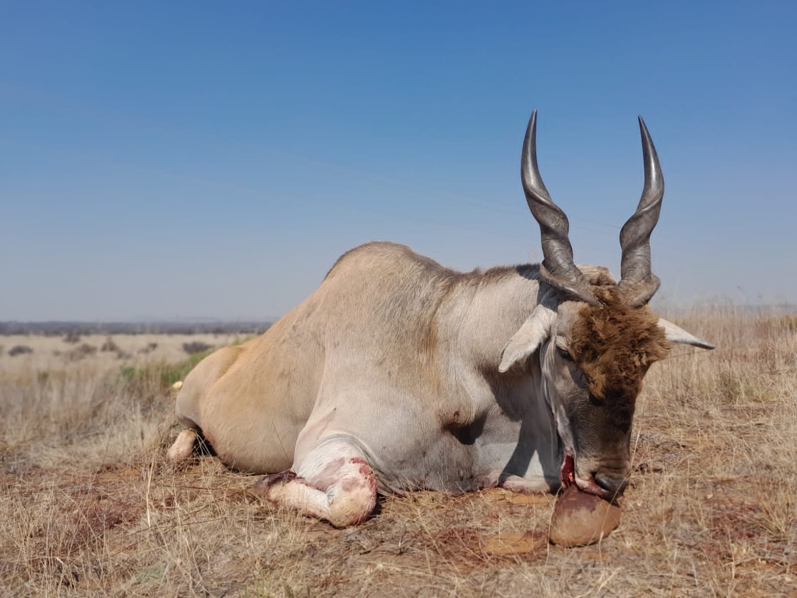 Hunting Packages South Africa - Spiral Slam - includes Kudu , Eland , Nyala , Bushbuck