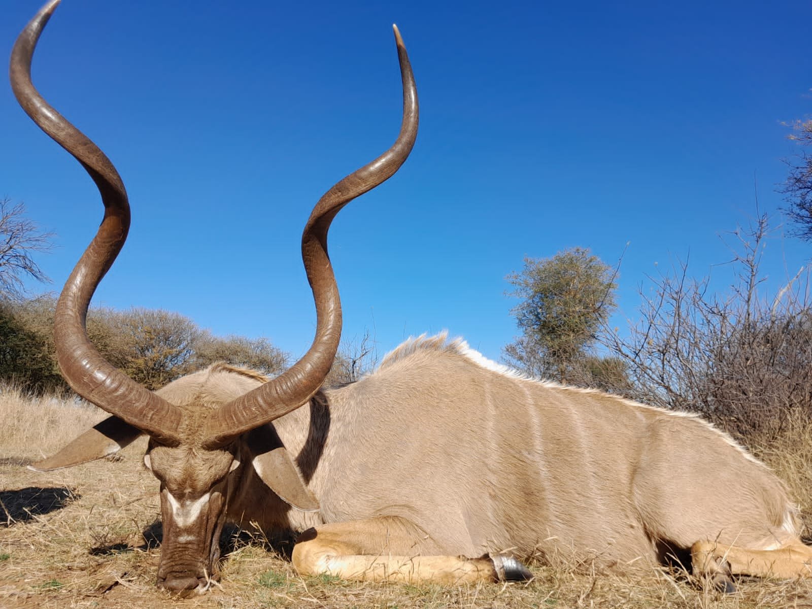 Hunting Package - South Africa - Perfect 10 - pursue 10 prestigious trophies over the course of 10 exhilarating days in the wild.