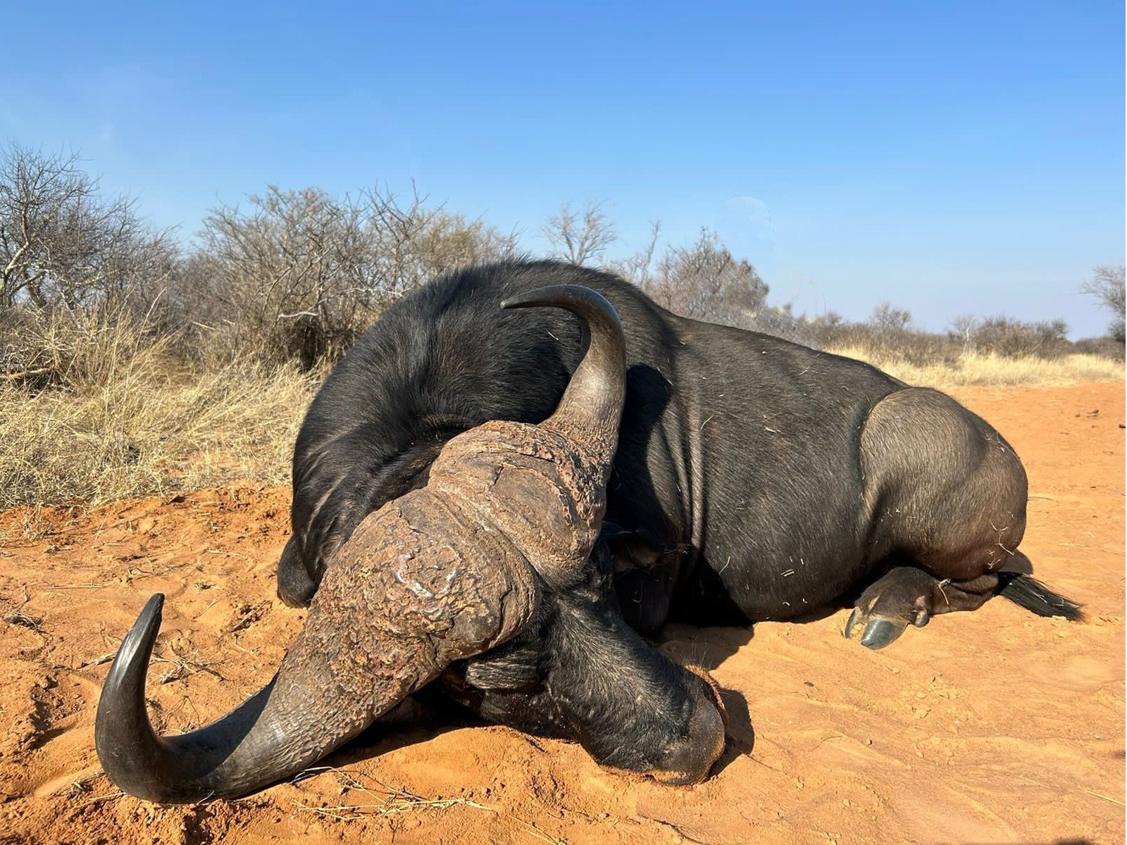 Bufflo Sable Hunting Package South Africa - The thrill of hunting amidst diverse landscapes, pursuing the magnificent buffalo and sable. A premier trophy combo awaits! Book now for an unforgettable adventure.