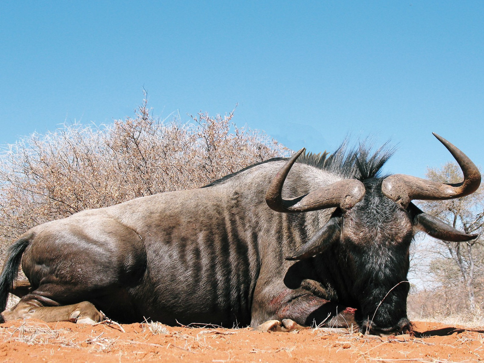 Hunting Package South Africa - Trophy Duel - Package for 2 Hunters: A thrilling showdown where two hunters each pursue 3 animals, with the Kudu as the ultimate prize.