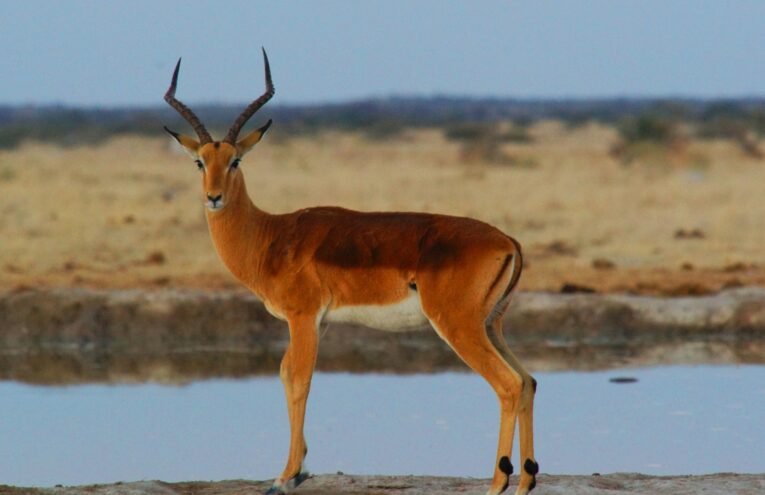 Hunting Impala all you need to know.